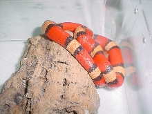 Hypo Tri-color