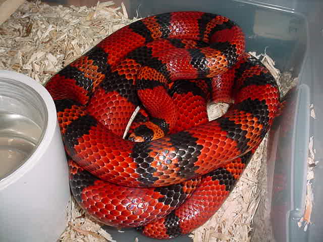 Triple Het Honduran