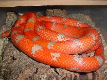 mystery hypo