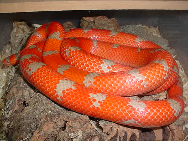 mystery hypo