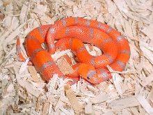Extreme Hypo