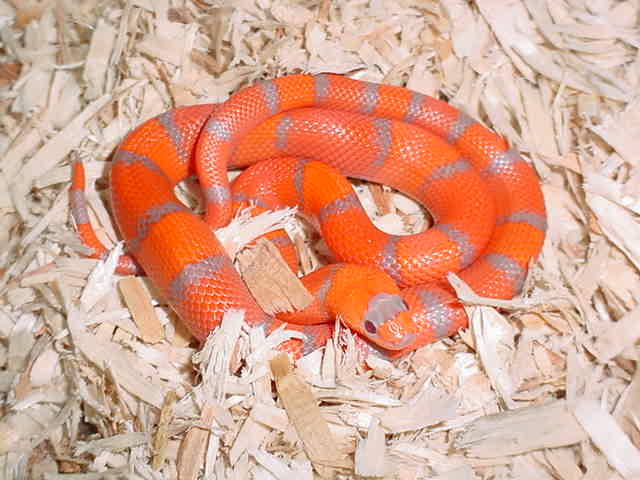 Extreme Hypo