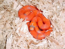 V P Hypo