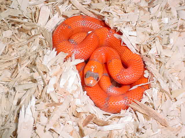 V P Hypo