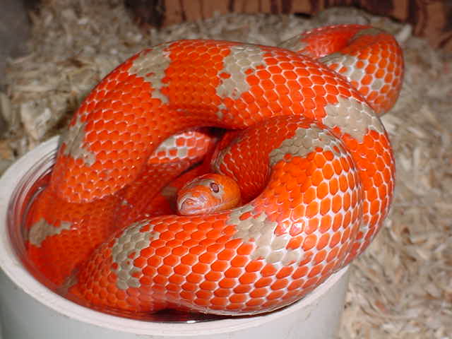 Mystery Honduran