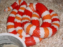 Tangerine Albino Honduran