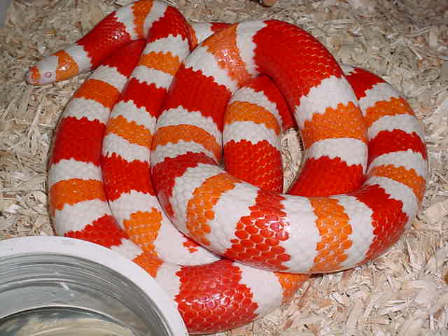 Tangerine Albino Honduran