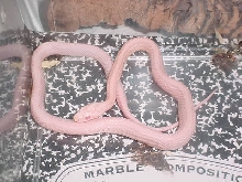 pink corn