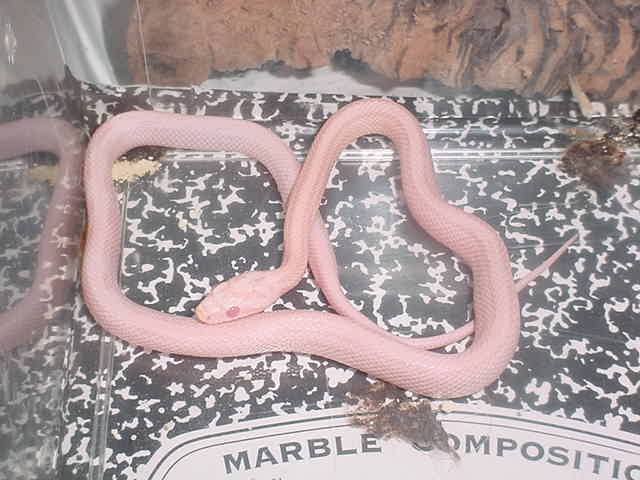 pink corn