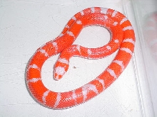 tangerine albino