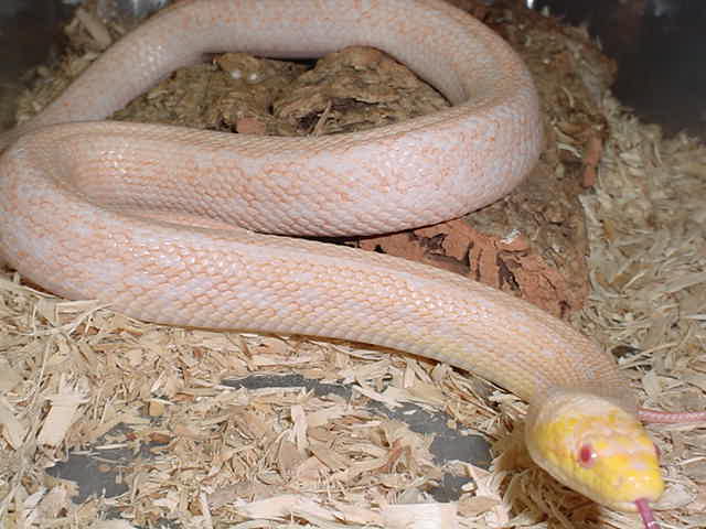 Champagne Corn