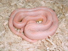 Champagne Corn