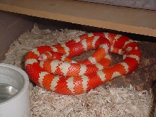 tangerine albino