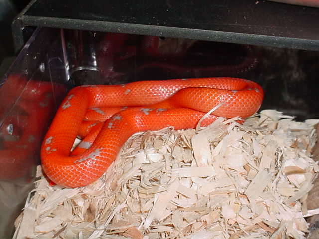 TMXtreme  Hypo