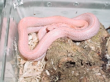 chanpagne stripe female