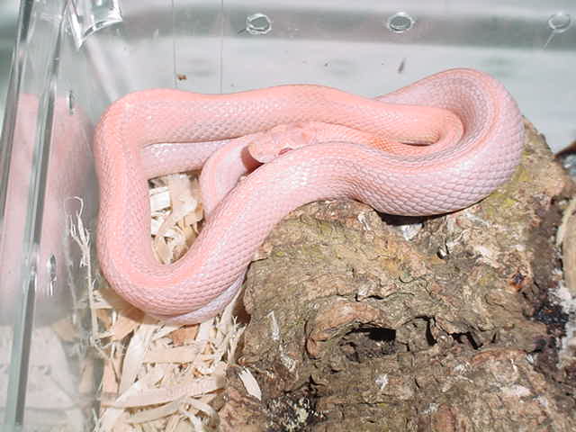chanpagne stripe female