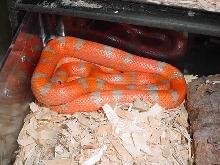 TMXtreme  Hypo