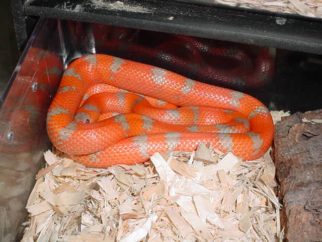TMXtreme  Hypo