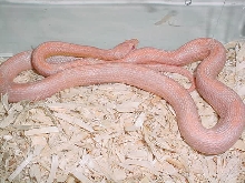 champagne motley male