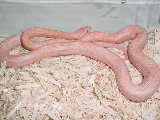 champagne motley male