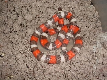 hypo pueblan