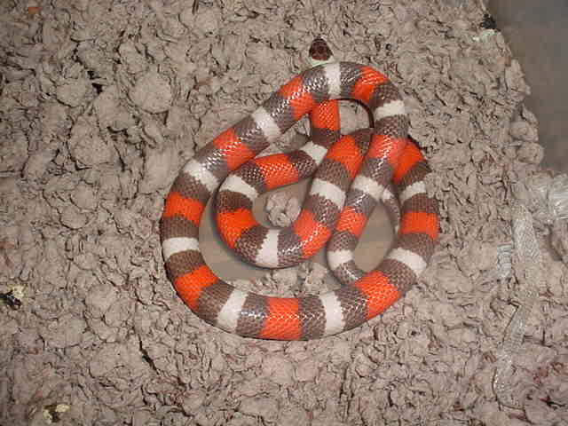 hypo pueblan