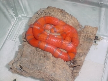 hypo honduran