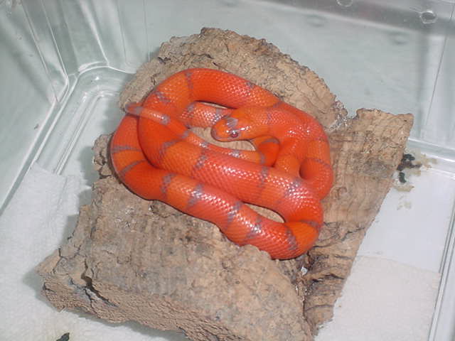 hypo honduran