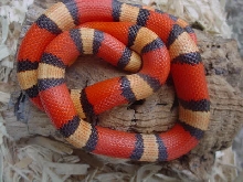 tri-color honduran