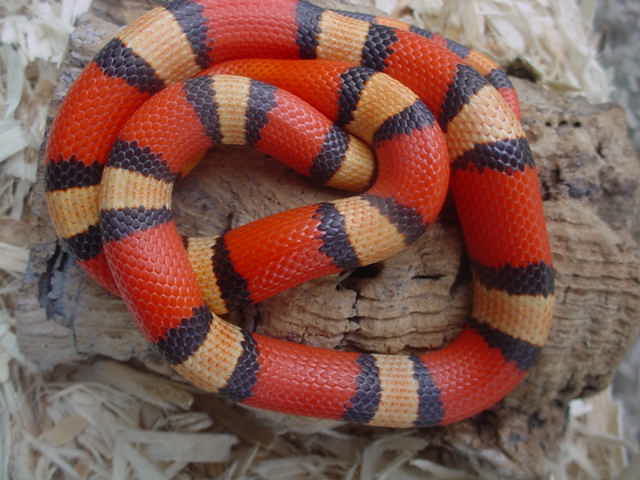 tri-color honduran