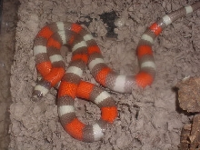 hypo pueblan