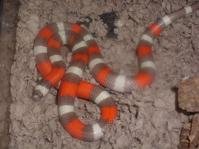 hypo pueblan