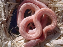 neon pink corn