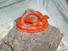 extreme hybino
