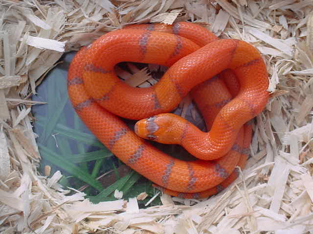 VP extreme