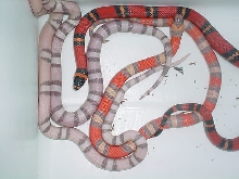 mystery hypo clutch