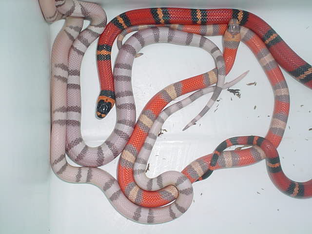mystery hypo clutch