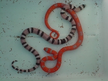 extreme hypo