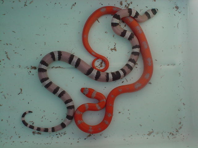 extreme hypo