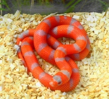mystery hypo hatchling