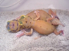 breeding