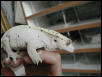R.ciliatus