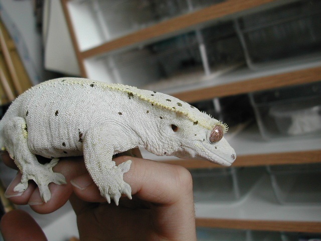 R.ciliatus