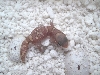 gecko