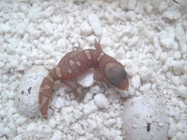 gecko