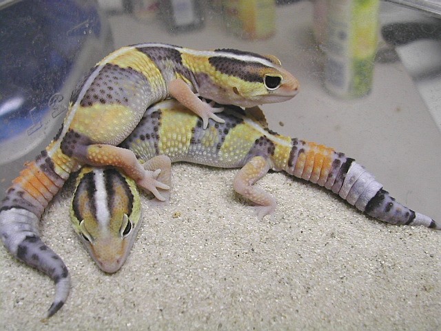 3.5 month old orange fat tails