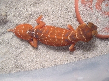 Red levis female