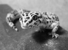 Gecko on rock