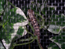 baby ambanja