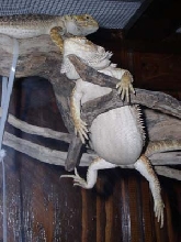 siesta